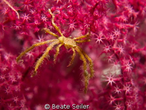 I love pink by Beate Seiler 
